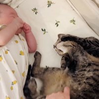ベビーベッドで寝る赤ちゃんとキジトラ猫