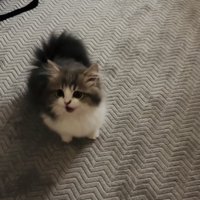 ママさんの呼び掛けに返事する子猫