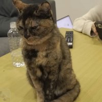 机の上に座る猫