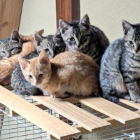すのこの上にいる6匹の子猫たち