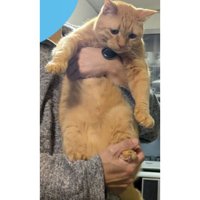 抱かれている猫