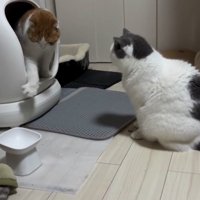 砂かきをする猫