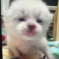 タオルの上の子猫