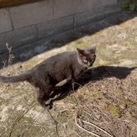 こちらを見る天くん