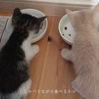 喋り続ける2匹の猫