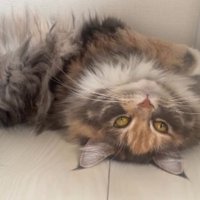 室内にいる猫