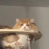 クリアボウルに入る猫