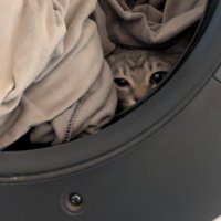 洗濯物にまぎれこんだ猫