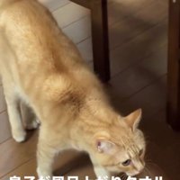 テーブルの横を歩く猫