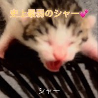 口だけ開けて威嚇する子猫
