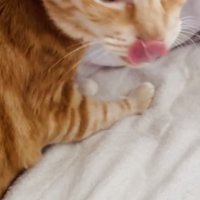 寝起きの茶トラ猫