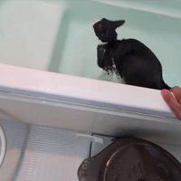 浴槽に入る猫