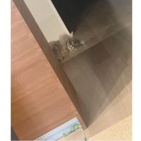 室内にいる猫