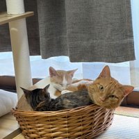 かごに入る猫たち