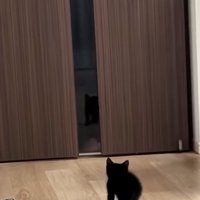 立ち上がった子猫