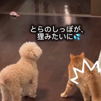 三毛猫を見つめる茶トラ猫