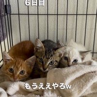 警戒した様子でカメラを見つめる子猫たち