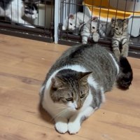 しっぽを右に動かすぴえんくん