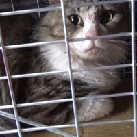 捕獲器の中にいる猫