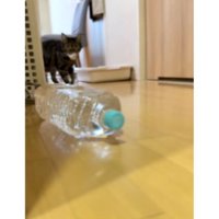 廊下を歩く猫