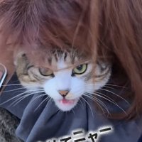 投稿主さんにバックハグされて嫌がるキジ白猫