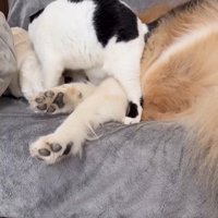 犬にすり寄っている猫