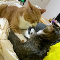 添い寝をしている2匹の猫たち