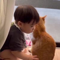 猫に顔を近づける赤ちゃん