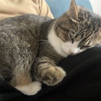 飼い主さんの膝の上で眠るキジ白猫