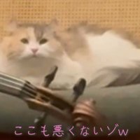 椅子の上でくつろいでいる猫