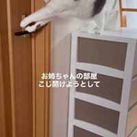棚の上からドアレバーを押そうとする猫