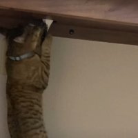 引っ張る猫