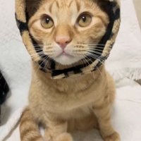 頭にヒョウの被り物を付けた茶トラ猫
