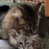 子猫を毛づくろいする猫