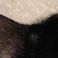 猫の後頭部
