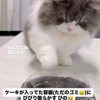 ケーキの容器に前足を伸ばす猫