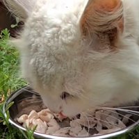 ごはんを食べるシロちゃん