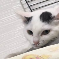 目を覚ました白黒の猫