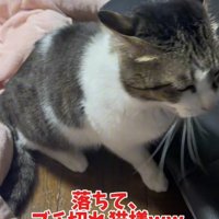 イカ耳になっている座っている猫