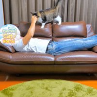 頭をなでられる猫
