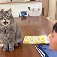 男の子とテーブルの上の猫