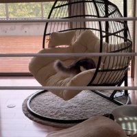 チェアに乗る猫