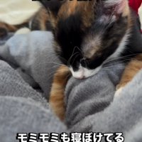両方の前足を動かしてタオルケットを揉む子猫