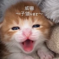 大きく口を開けて威嚇するむぎくん