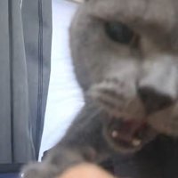 怒って噛みつく猫