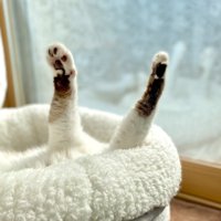 両手を上げた猫1