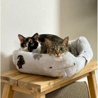 ベッドに入っている猫たち