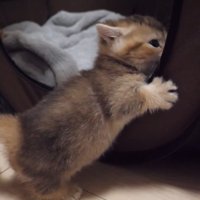 サークルテントと子猫(茶)