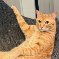 くつろいでいる猫