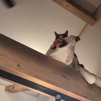 ぬいぐるみをくわえて梁の上に立つ猫